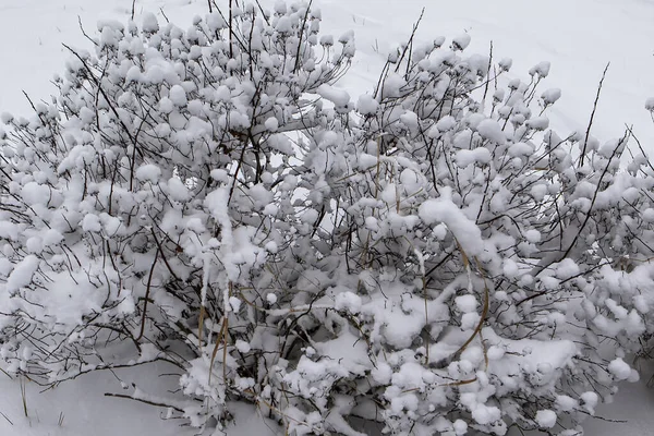 冬だ風景 ブッシュ全体が雪で覆われています — ストック写真