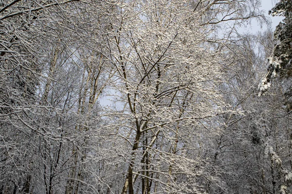 Kış. Manzara. Sabah güneşi, karla kaplı altın rengi ağaçlarla doğdu.