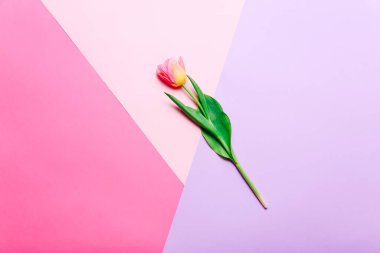 One pink tulip on colorful geometric background