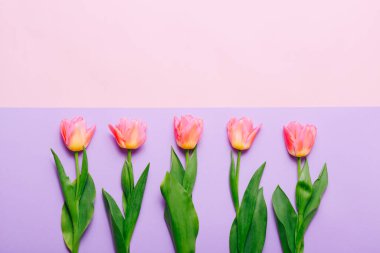 Pink tulips in row on colorful background