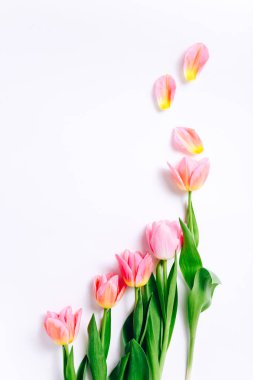 Floral pattern with pink tulip flowers and petals on white background. Flat lay, Top view.