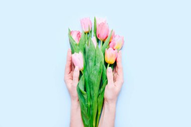 Spring bouquet of pink tulips in female hands on blue background