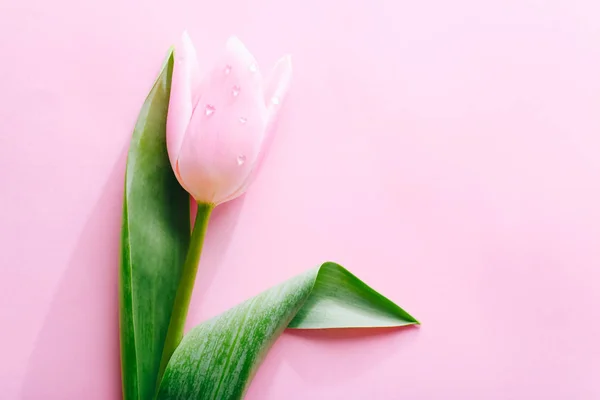 Un tulipano rosa con gocce d'acqua su sfondo rosa . — Foto Stock