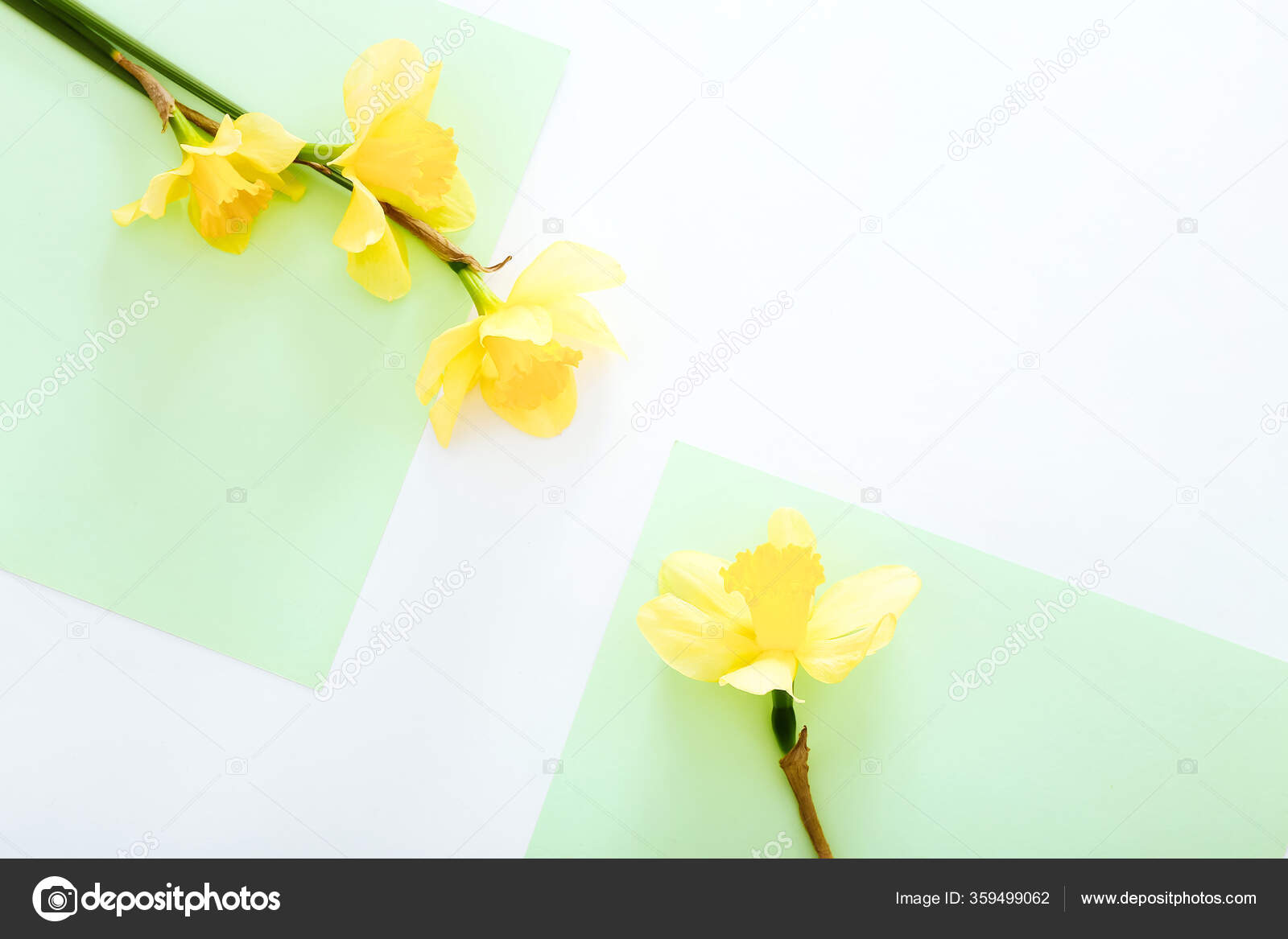 Flowers Composition Spring Narcissus Flowers On Colorful Background Top View Stock Photo Image By C Limagesstudio 359499062