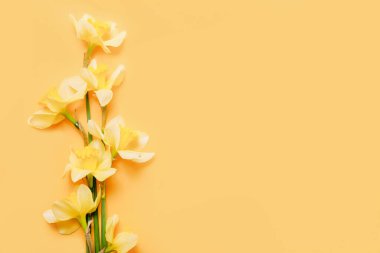 Sarı arka planda bahar narsisleri. Üst görünüm