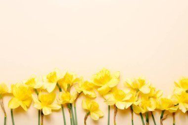 Renkli arka planda bahar narsisleri. Üst görünüm