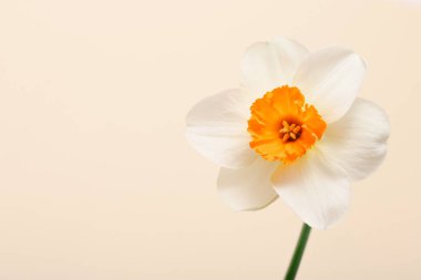 Renk arkaplanında bahar narsisus çiçeği, kapat