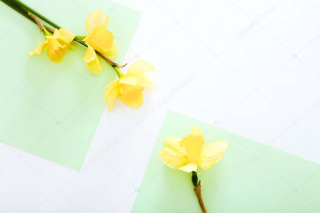 Flowers composition. Spring narcissus flowers on colorful background. Top view