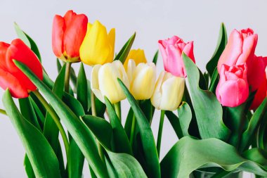 Bahar çiçekleri afişi. Gri arka planda bir sürü çok renkli lale çiçeği. Paskalya günü tebrik kartı maketi..