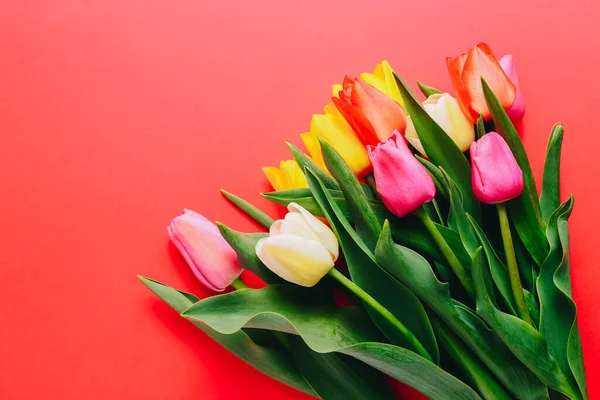 Gyönyörű tulipán piros háttér, másolás tér — Stock Fotó