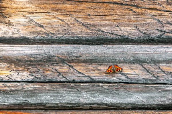 Одинокая красная бабочка на фоне грубых досок, вид сверху, копировальное пространство — стоковое фото
