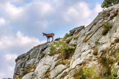 Genç Chamois kayalık bir uçurumda, sirrus mavi bulutlarının arka planında.