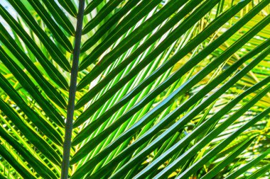 Arka planda keskin palmiye yaprakları 