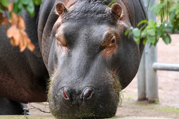Hipopótamo Macho Adulto Pastando — Foto de Stock