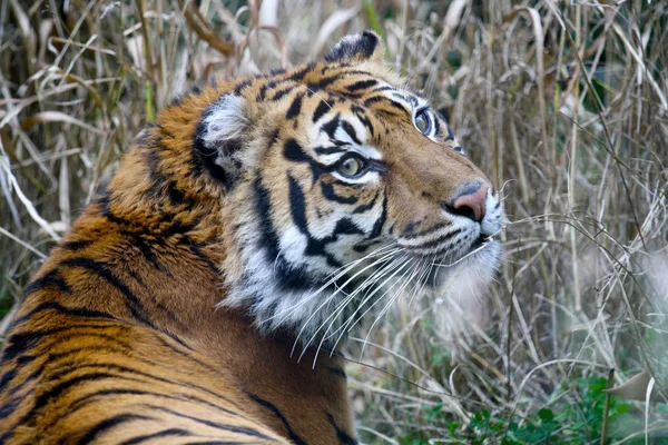 Uma Cabeça Tigre Siberiano Panthera Tigris Altaica — Fotografia de Stock