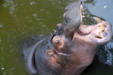 Genç bir erkek hipopotam esniyor.