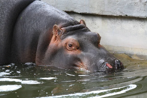 Männliches Flusspferd Taucht Unter — Stockfoto