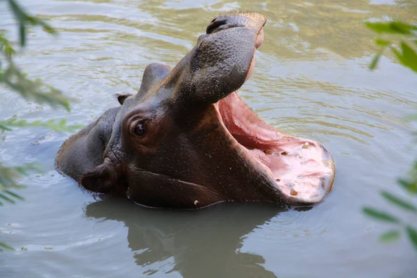 Ippopotamo Maschio Giovane Che Sbadiglia — Foto Stock