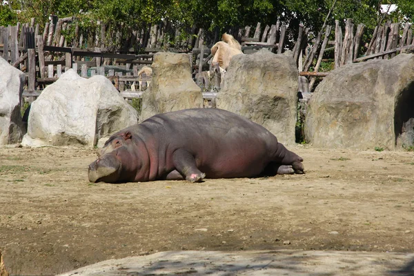 Una Hembra Hipopótamo Durmiendo —  Fotos de Stock
