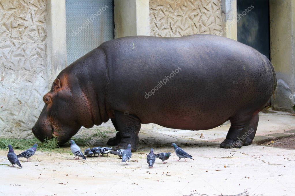 A hippo and some pigeons