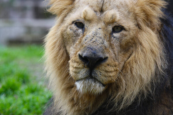 an adult male lion in a zoo 