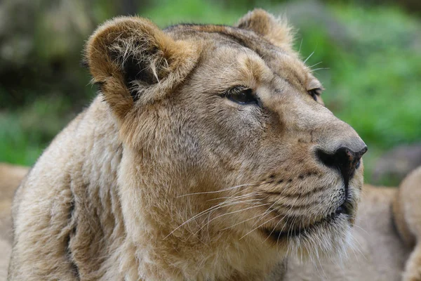 動物園の雌ライオンは — ストック写真