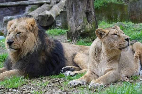 Ett Par Lejon Ett Zoo — Stockfoto