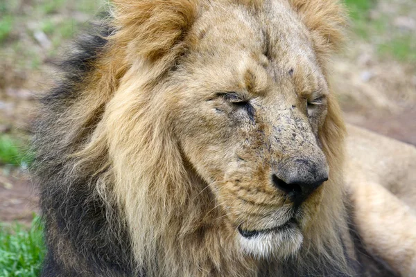 Tête Lion Animal Sauvage — Photo