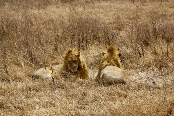 Couple Lions Dans Nature — Photo