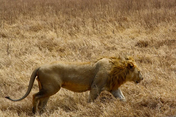 Lejon Promenader Savanna Tanzania Safari — Stockfoto