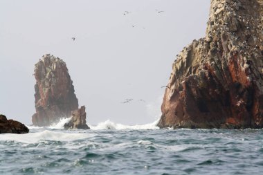 Ballestas adaları, Peru, uçan kuşlar.