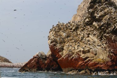 Ballestas adaları, Peru, kuşlar