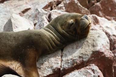 Ballestas Adaları, Peru. deniz aslanı