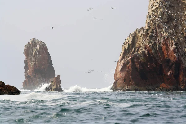 Ballestas adaları, Peru, uçan kuşlar.