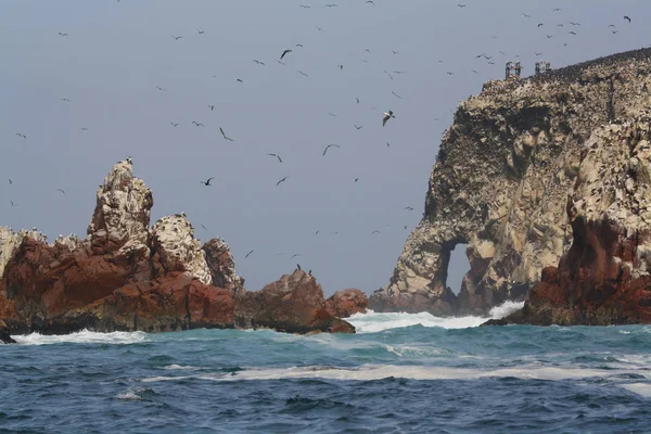 Ballestas adaları, Peru, kuşlar