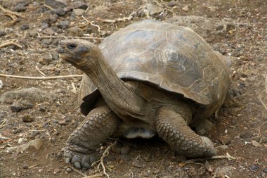 Dev bir kaplumbağa, Galapagos adaları, Ekvador