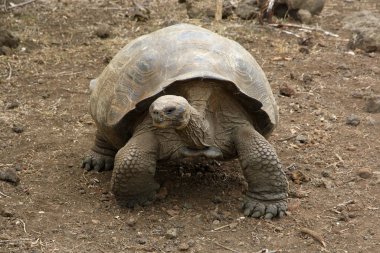Dev bir kaplumbağa, Galapagos adaları, Ekvador