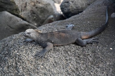Kayadaki bir Karadeniz kertenkelesi, Galapagos adaları, Ekvador
