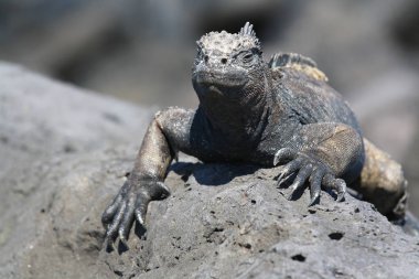 Kayadaki bir Karadeniz kertenkelesi, Galapagos adaları, Ekvador