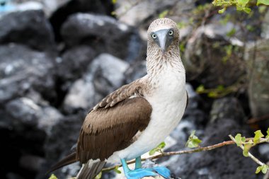 Kayanın üzerinde bir meme. Galapagos Adaları, Ekvador.