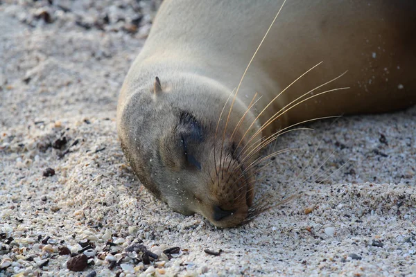 bir deniz aslanı, galapagos adaları, ekvator