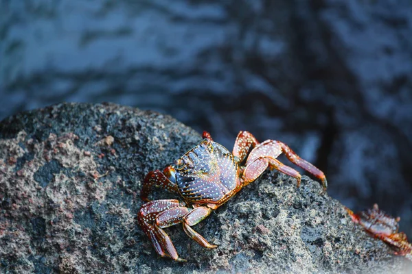 Kayalarda sürünen bir yengeç, Galapagos adaları, Ekvador