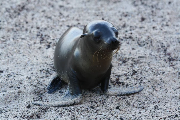 Een Zeeleeuw Galapagos Eilanden Ecuador — Stockfoto