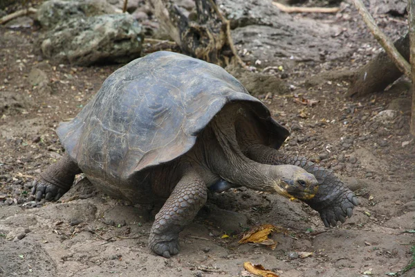 Dev Bir Kaplumbağa Galapagos Adaları Ekvador — Stok fotoğraf