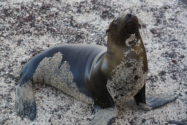 Leão Marinho Ilhas Galápagos Equador — Fotografia de Stock