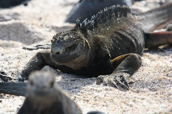 Lagarto Mar Negro Orilla Islas Galápagos Ecuador — Foto de Stock