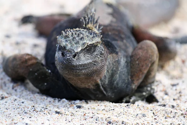 Lagarto Mar Negro Orilla Islas Galápagos Ecuador — Foto de Stock