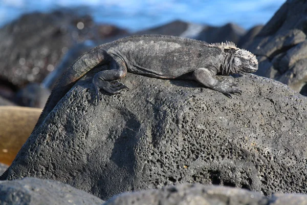 Kayadaki bir Karadeniz kertenkelesi, Galapagos adaları, Ekvador