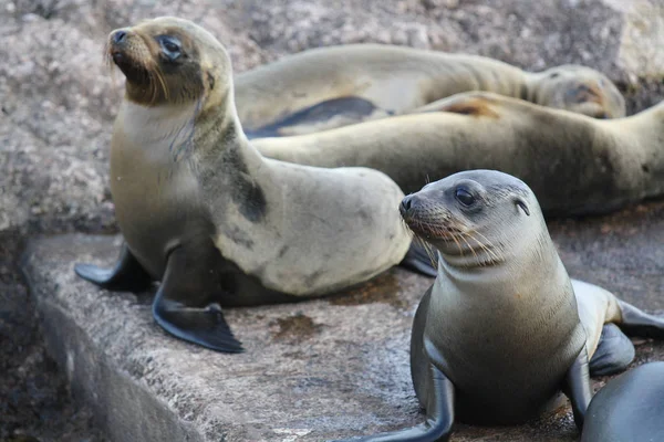 Deniz aslanları ailesi, Galapagos adaları, Ekvador