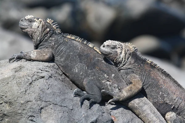 Kayadaki bir Karadeniz kertenkelesi, Galapagos adaları, Ekvador